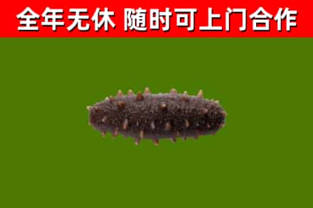 马村区回收海参干